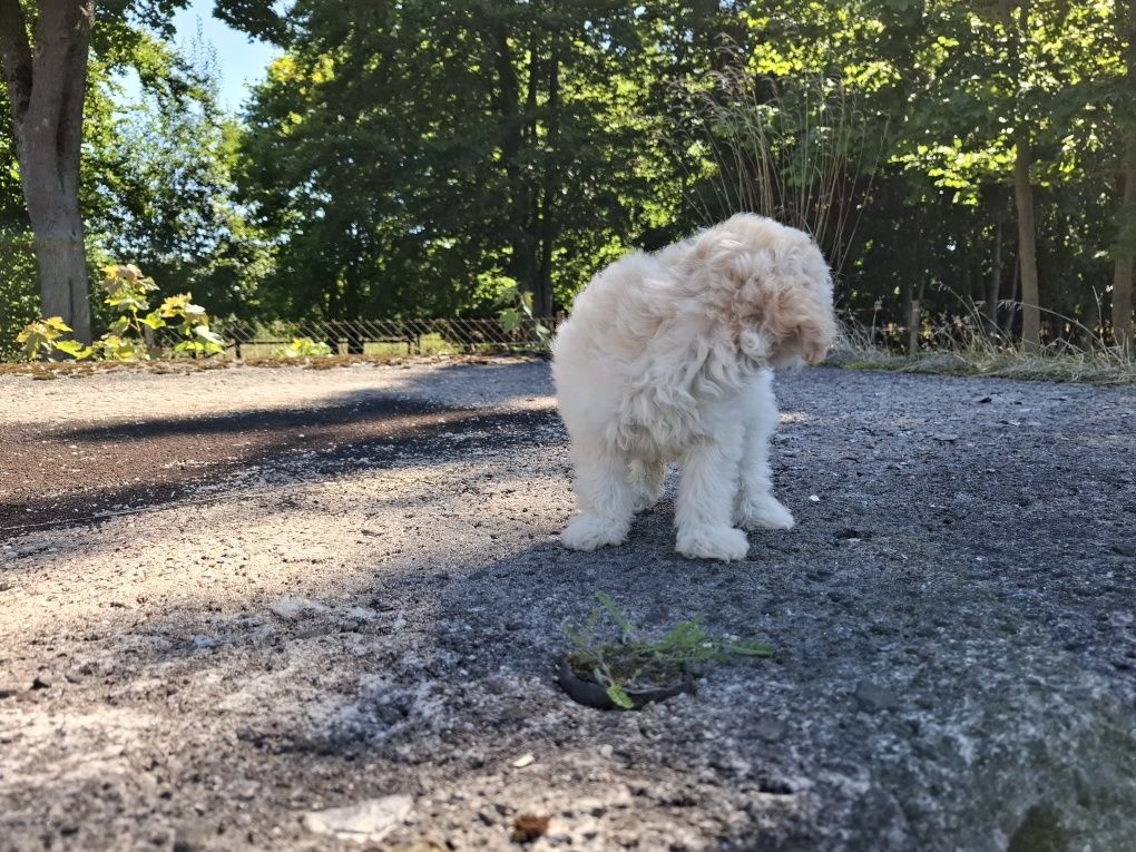 maltipoo szczeniak suczka