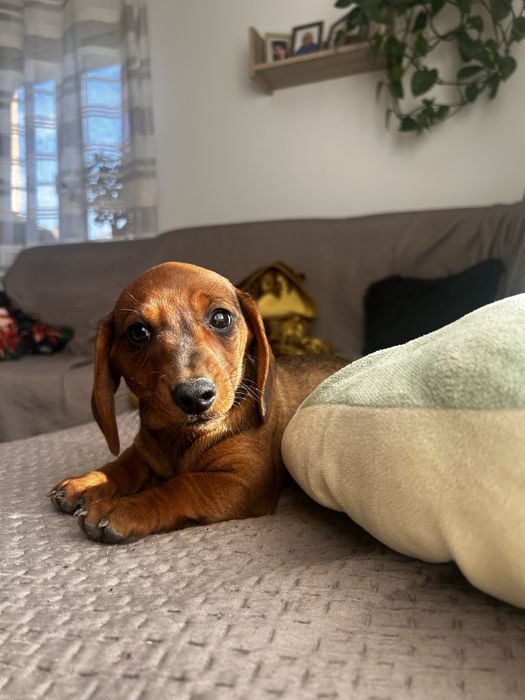 Suczka, szczeniak jamnik