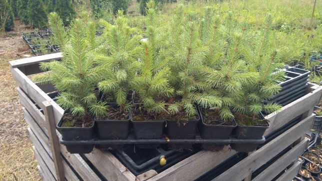 Świerk Srebrny Picea pungens 'Kaibab' wys. 15-20cm