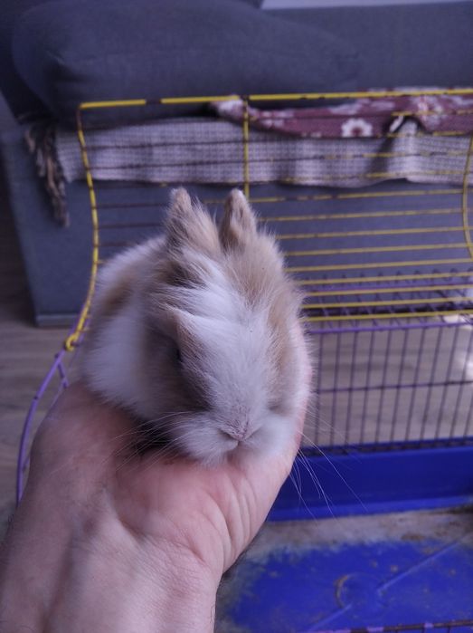 Кролики декоративні