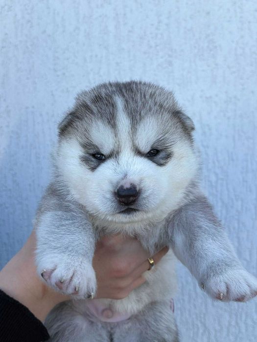 Szczenie piesek Siberian Husky,  samiec  odbiór grudzień  ZKwP/FCI