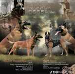 Owczarek belgijski malinois