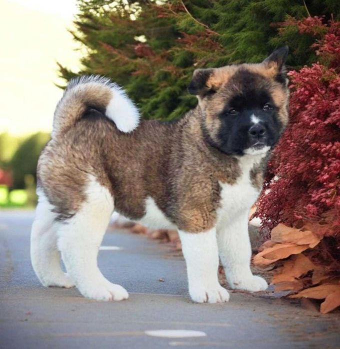 Akita Amerykańska piesek Zkwp