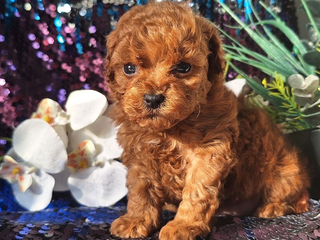 Maltipoo piesek maleńki z certyfikatem