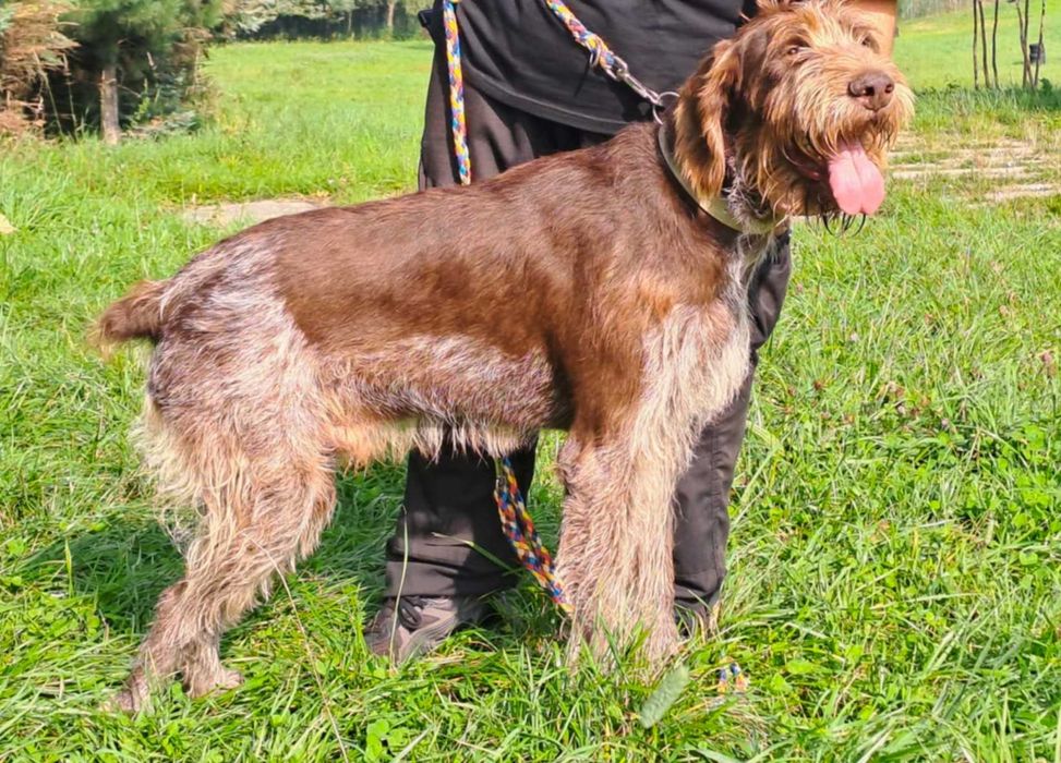 Charlie w typie wyżła szuka fajnego domu !