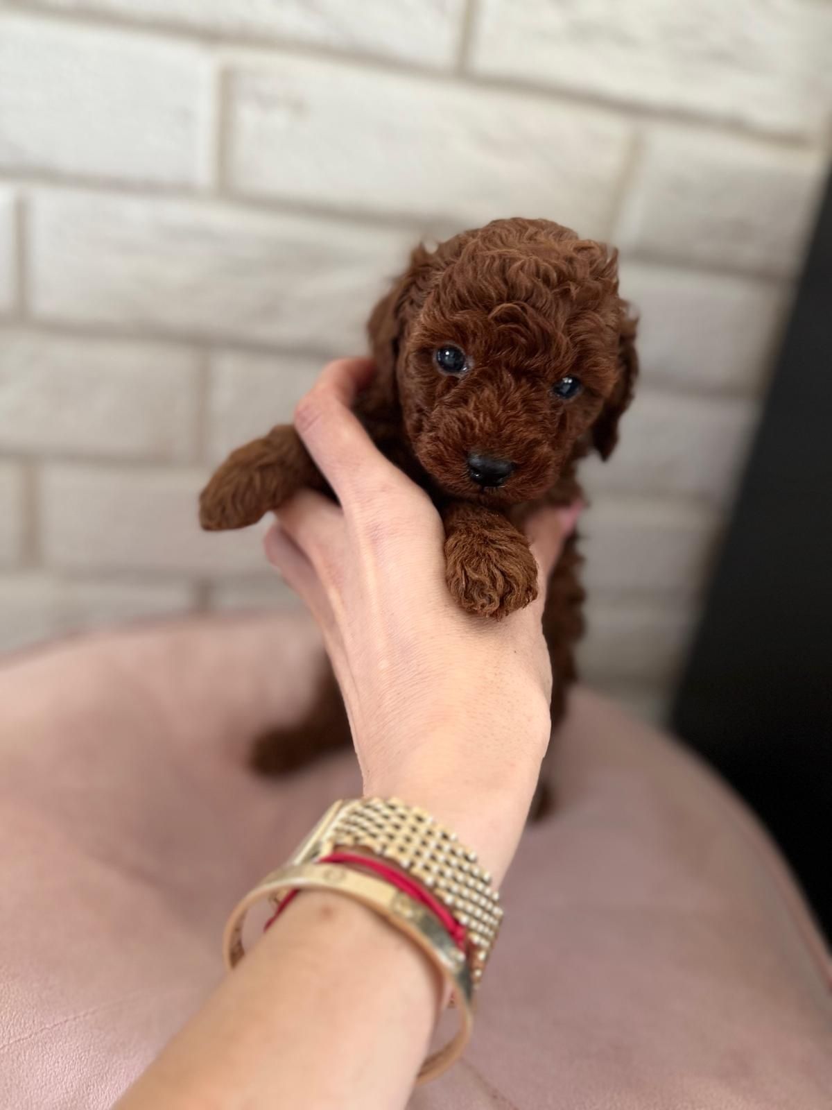 Dziewczynka xs pudel red toy