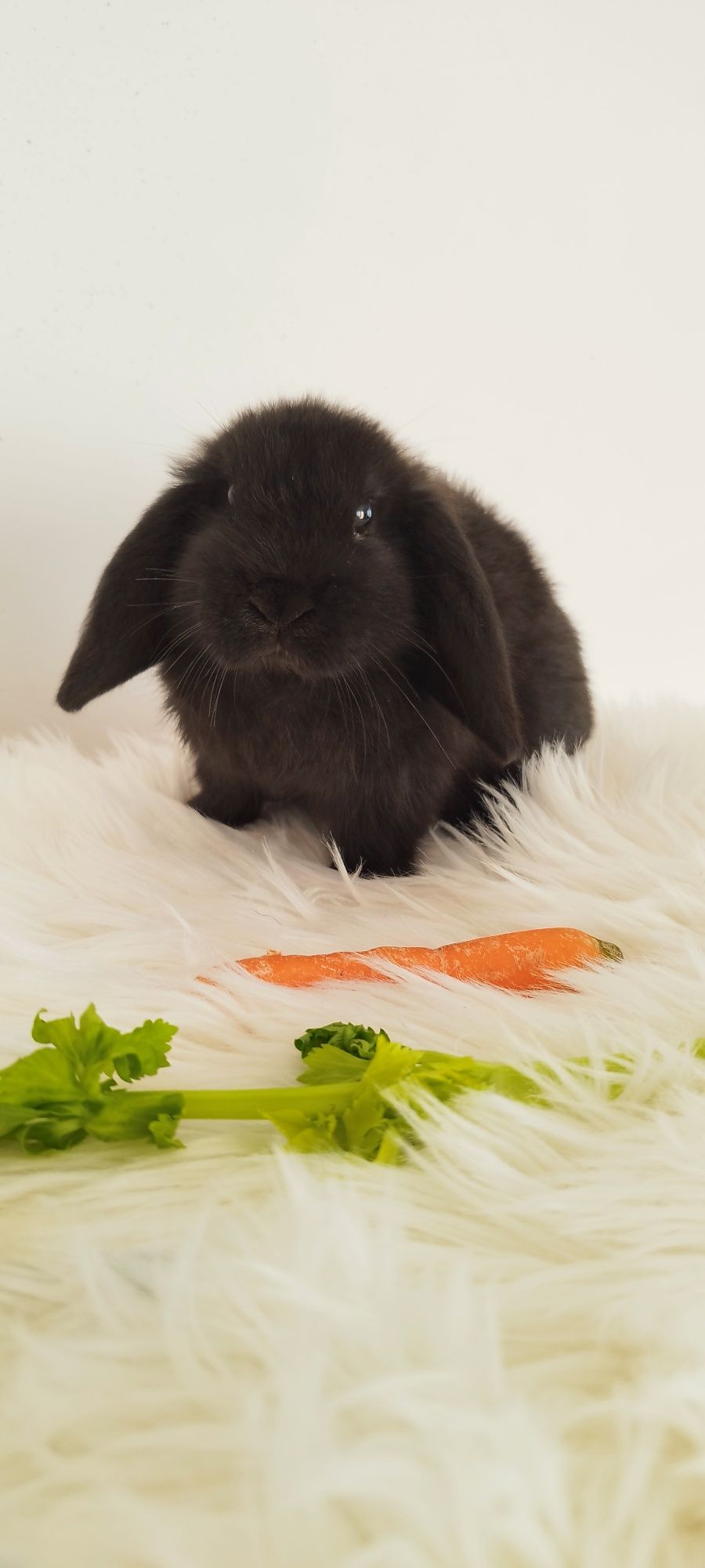 Królik miniaturka baranek mini lop karzełek Teddy