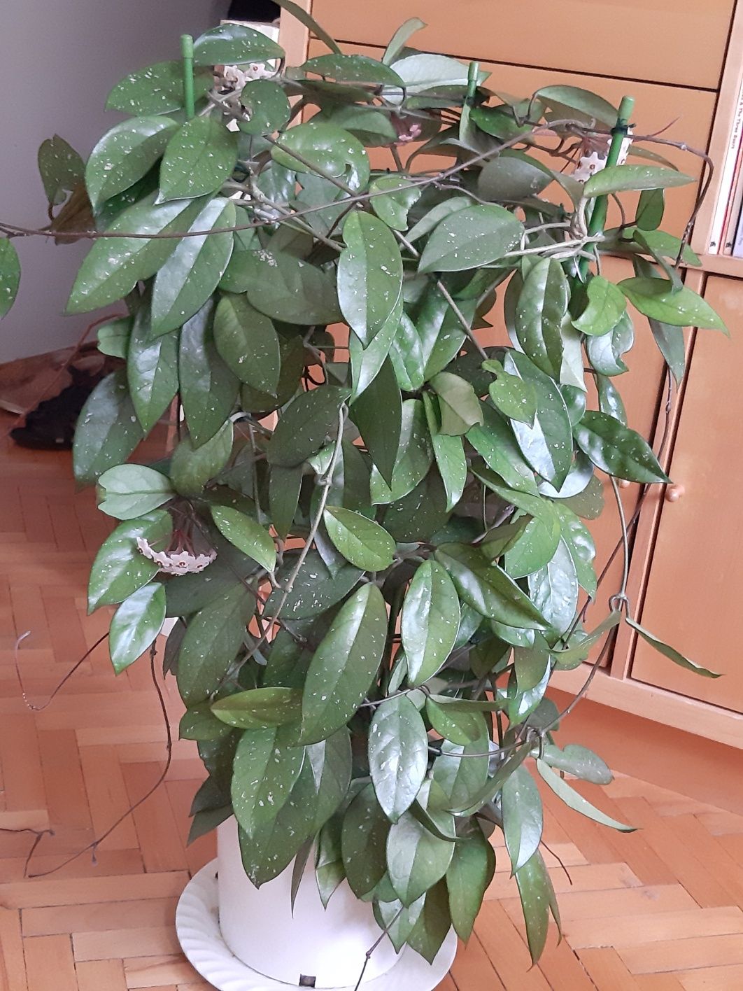 Duża kwitnąca  hoya