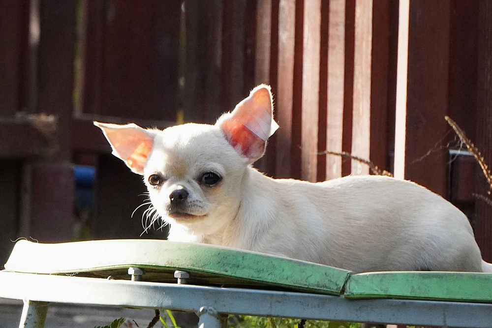 Chihuahua suczka szczeniak