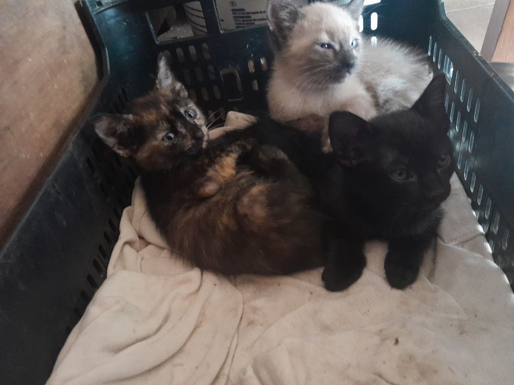 Gatinhos para adoçao
