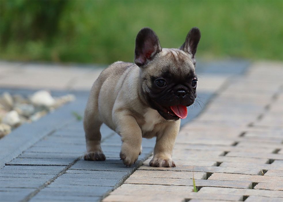 Buldog Francuski dziewczynka na sprzedaż FCI