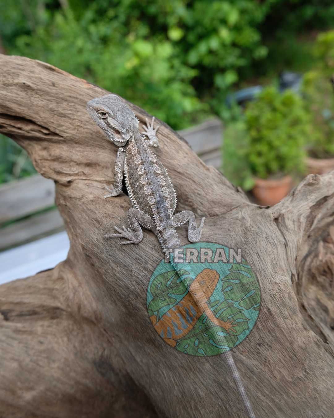 Agama brodata jaszczurka dla początkujących gekon