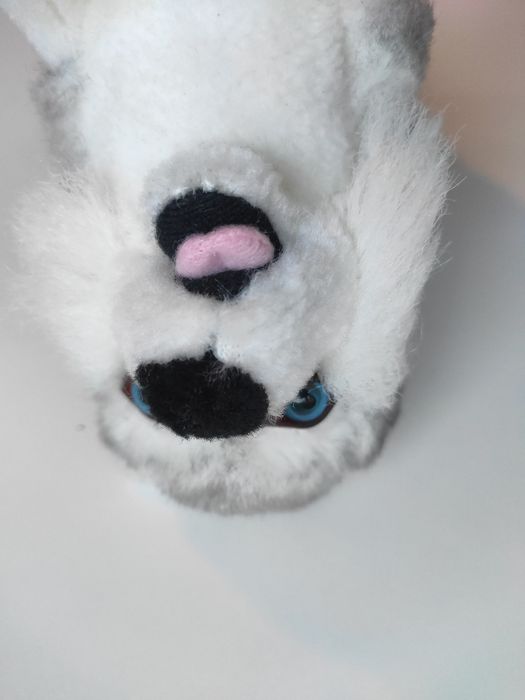 Pies husky maskotka