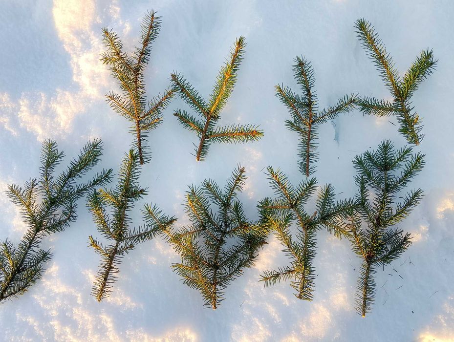 Gałązki świerk 20-30cm