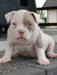 American Bully Pocket