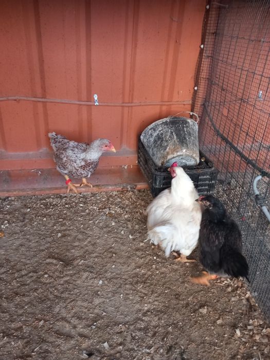 Índio  gigante cr3 ....