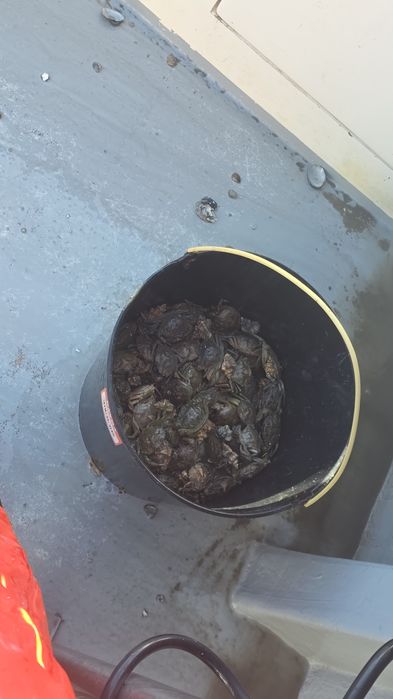 Caranguejo para pesca