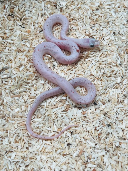 Wąż zbożowy palmetto