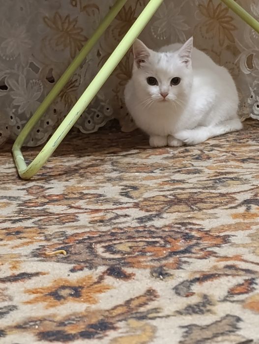 Віддамо активних котиків в турботливі руки