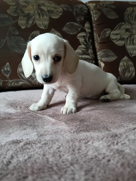 Jamnik miniaturowy krótkowłosy suczka