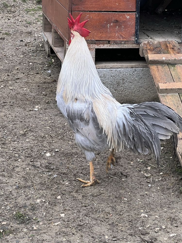 Galo Leghorn Isabella