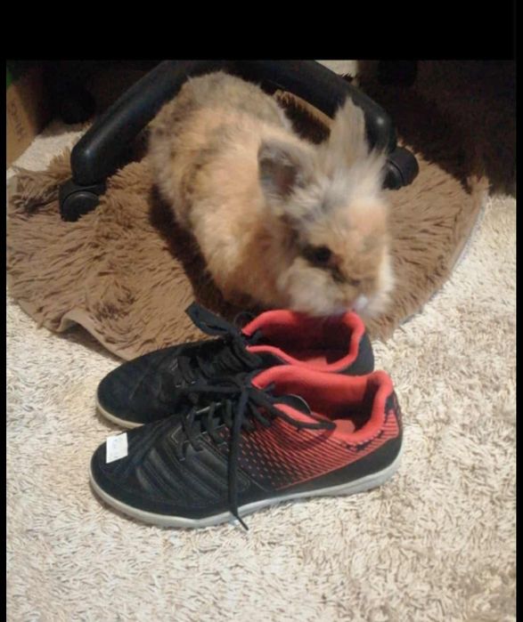 Buty sportowe dla chłopca Kipsta żwirówki