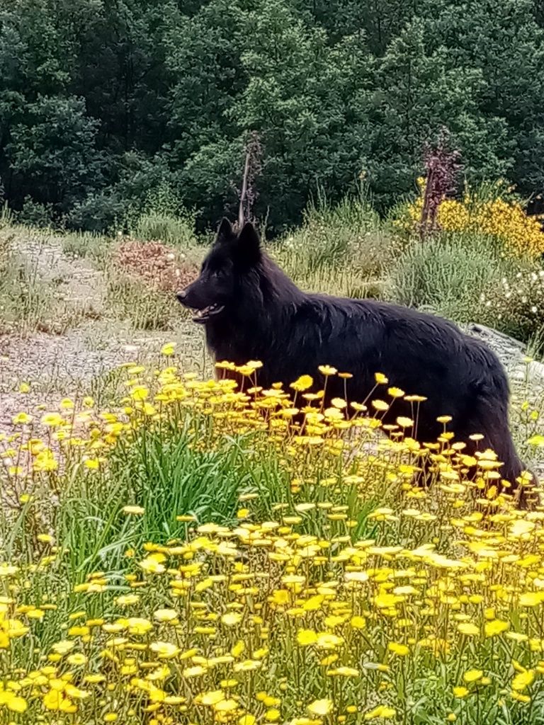 Pastor belga  tervueren/Groenendael