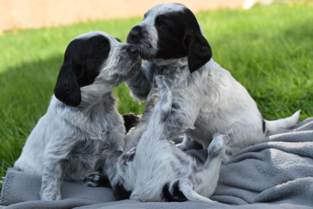Niebieski spaniel pikardyjski FCl (wyżeł,płochacz)
