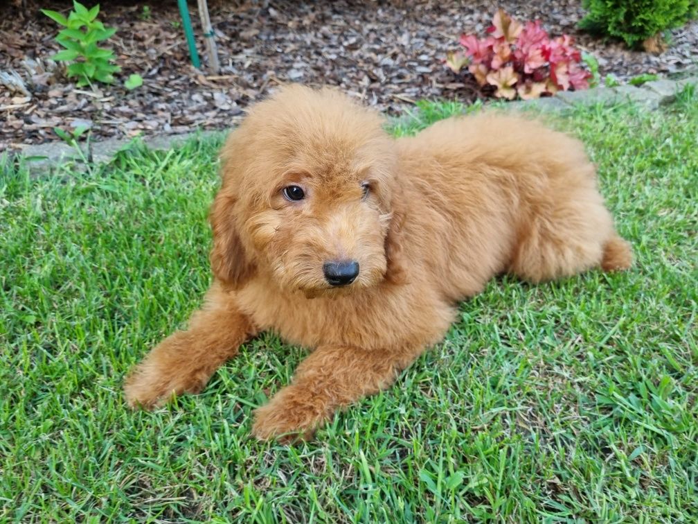 Golden Retriever Goldendoodle MINI Pudel miniaturowy PIESEK