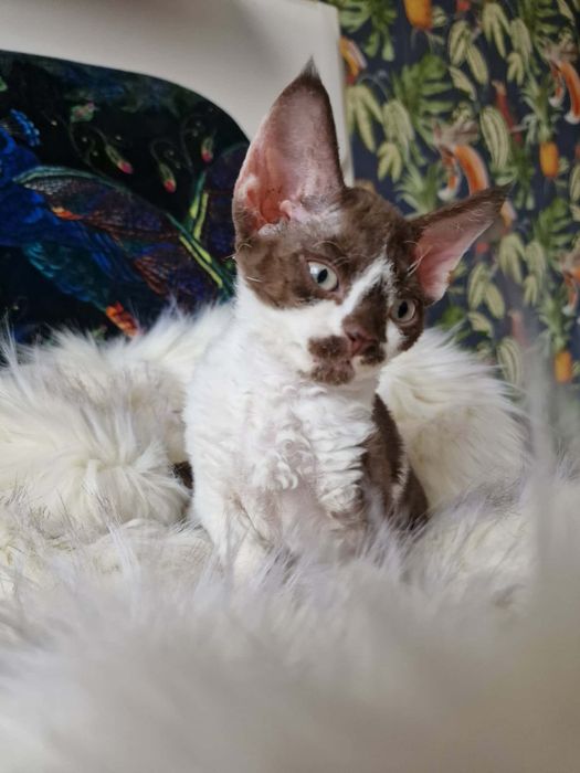 Kocurek Devon Rex