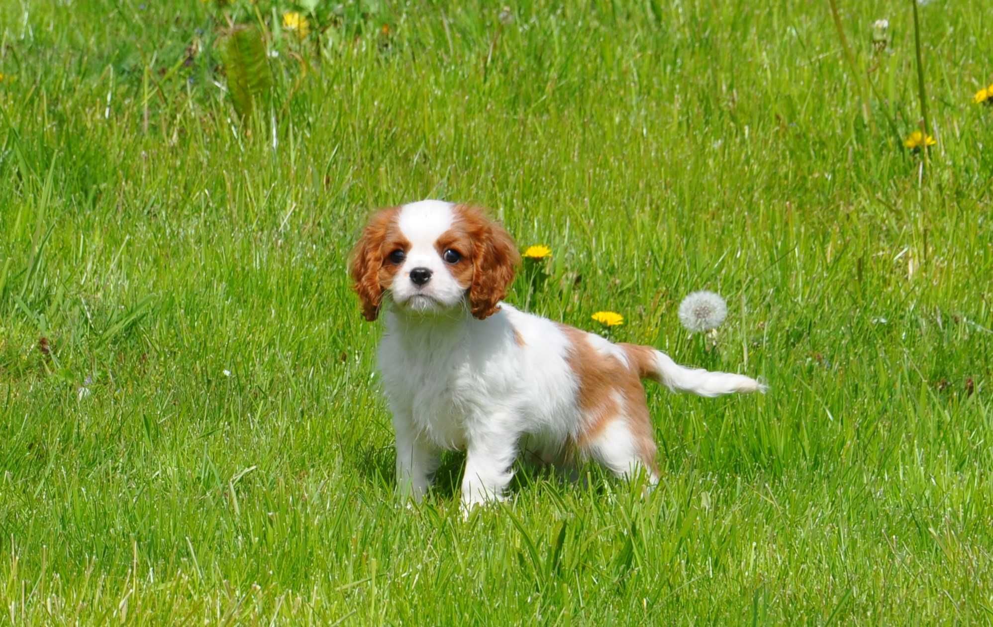 Cavalier King Charles Spaniel - ZKwP FCI