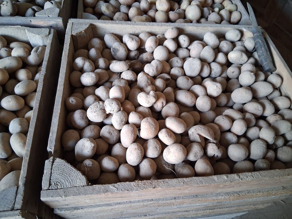 Sprzedam odpady ziemniaki paszowe