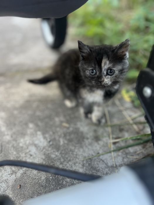 Шотландські висловухі кошенята