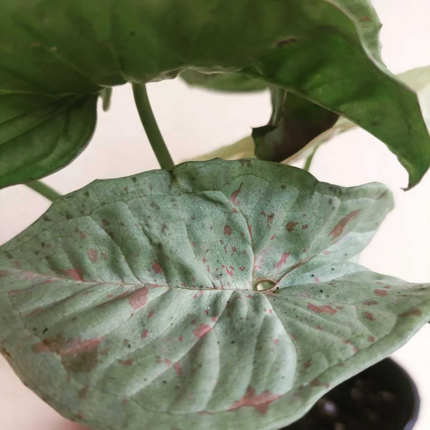 [Planta] Syngonium Milk Confetti