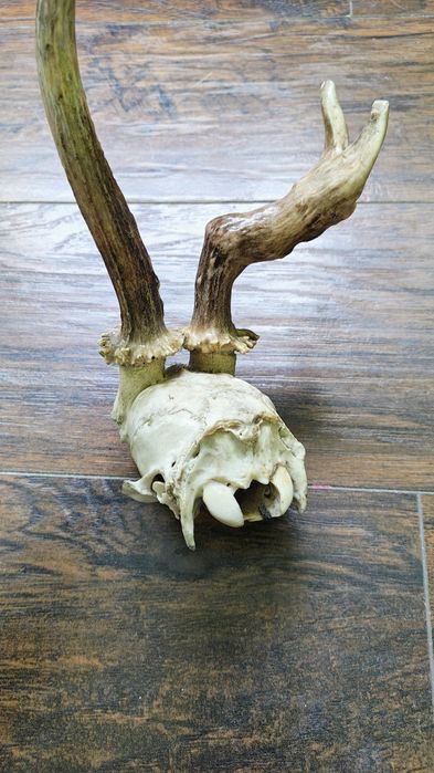 Prawdziwa czaszka zwierzęca z rogami, rogi, poroże