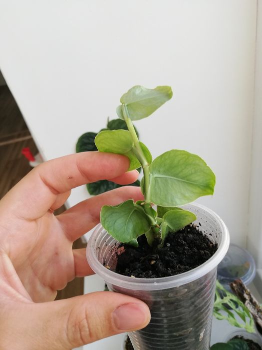 Монстера дубія ( monstera Dubia)