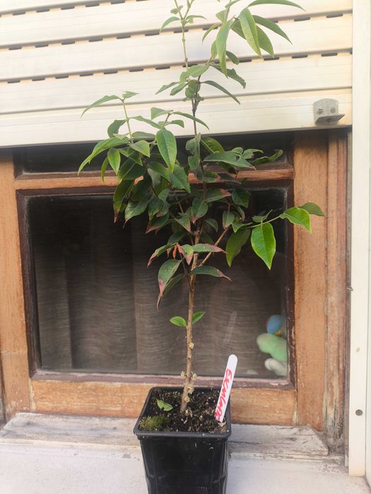Jabuticaba com flor
