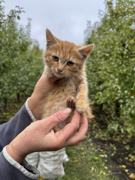 Відам кошеня в добрі руки.