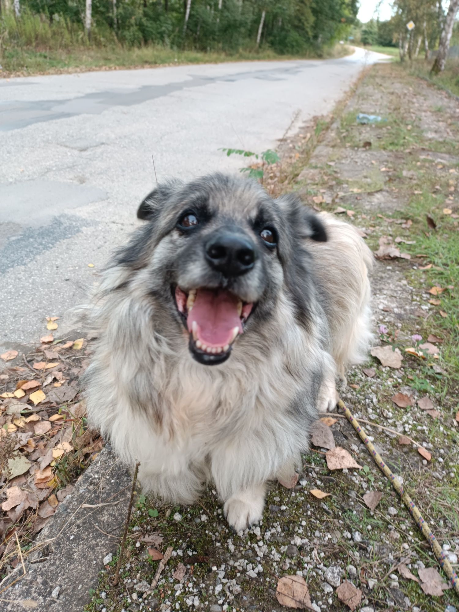 Psy do adopcji- Skubi szuka domu