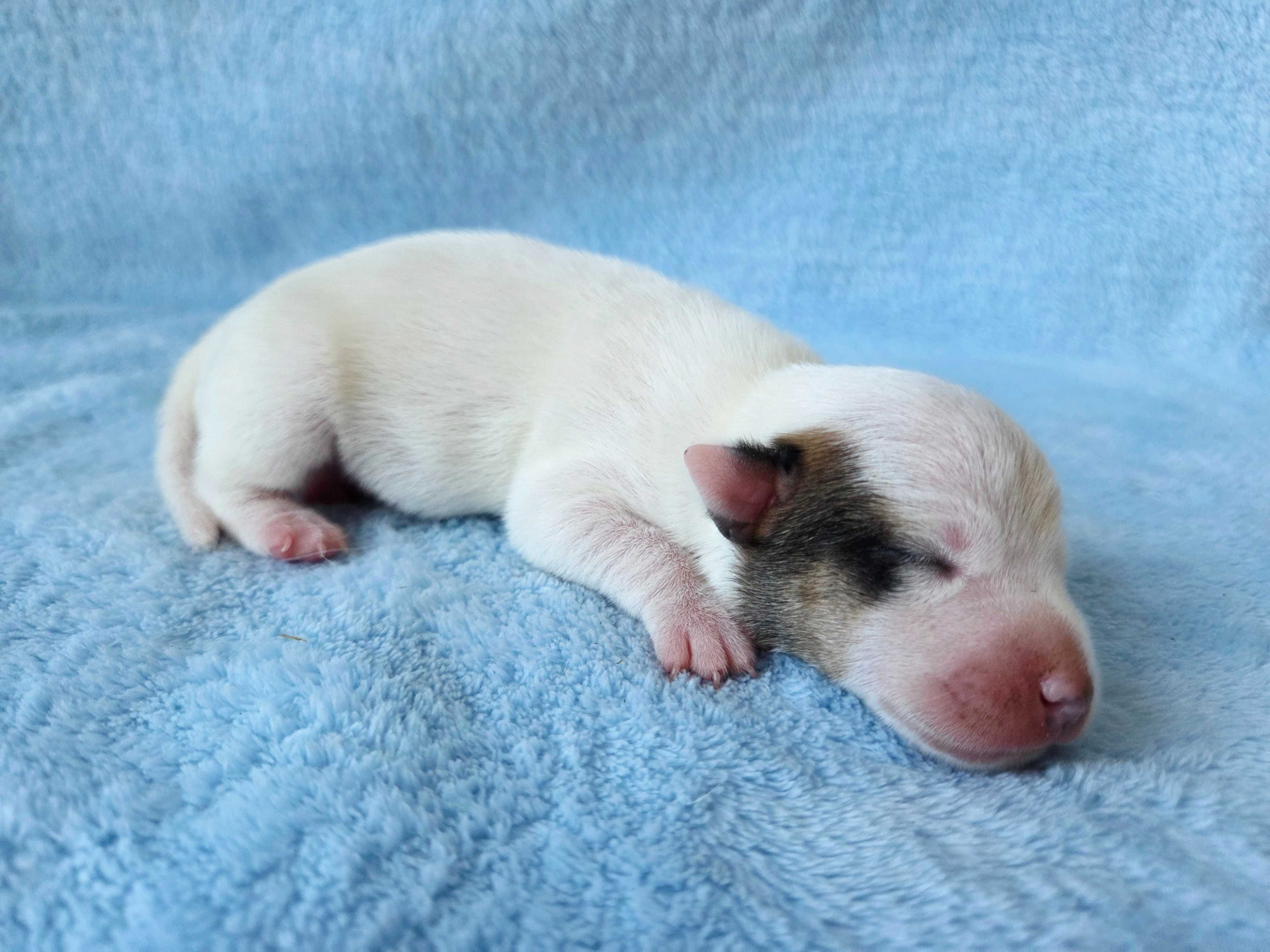 Jack Russell Terrier piesek gładkowłosy 4