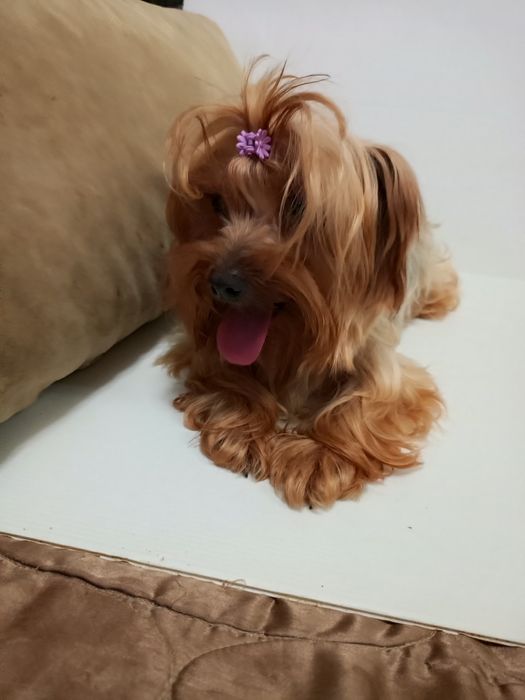 Красуня,міні Йоркширка в розведення.