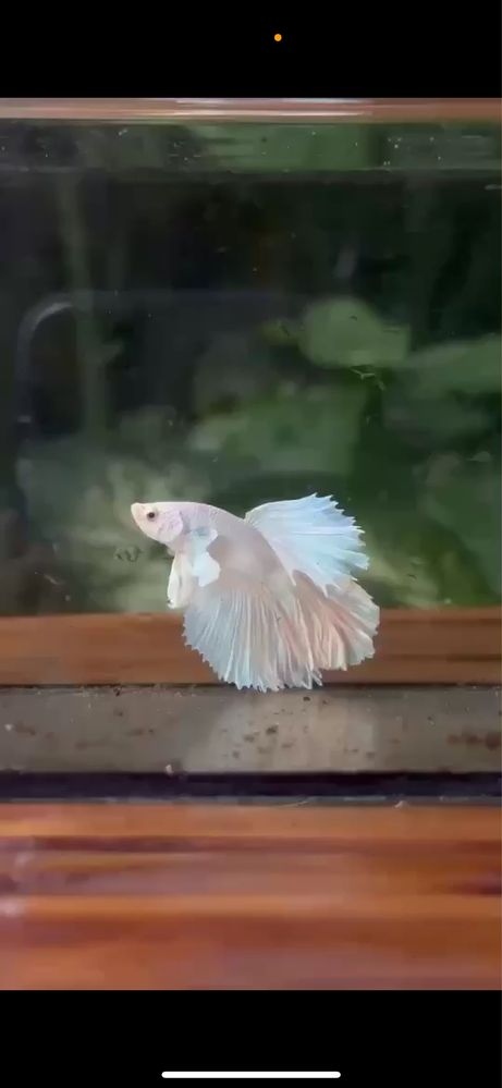 Peixes bettas