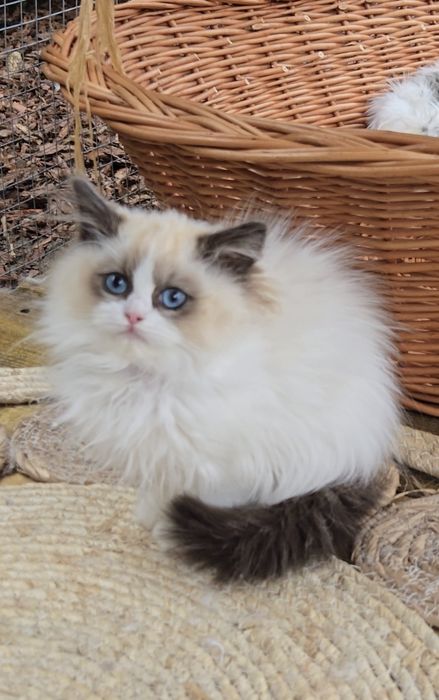 Przesłodka kotka Ragdoll Jadwiga Na Kujawach*PL