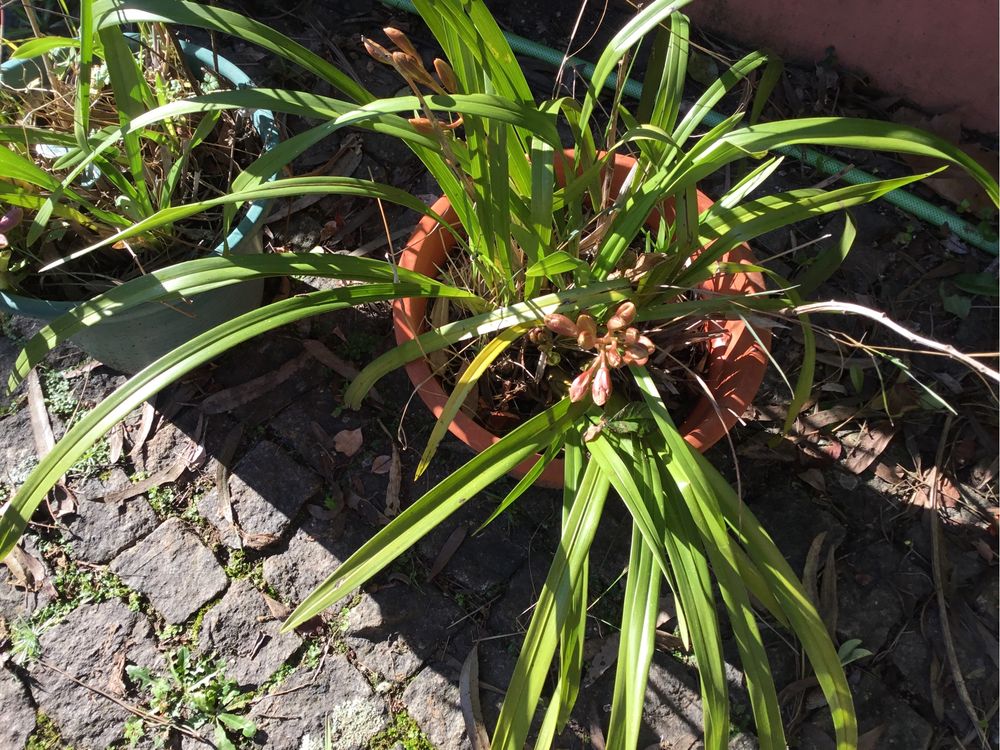 Orquídeas em vaso