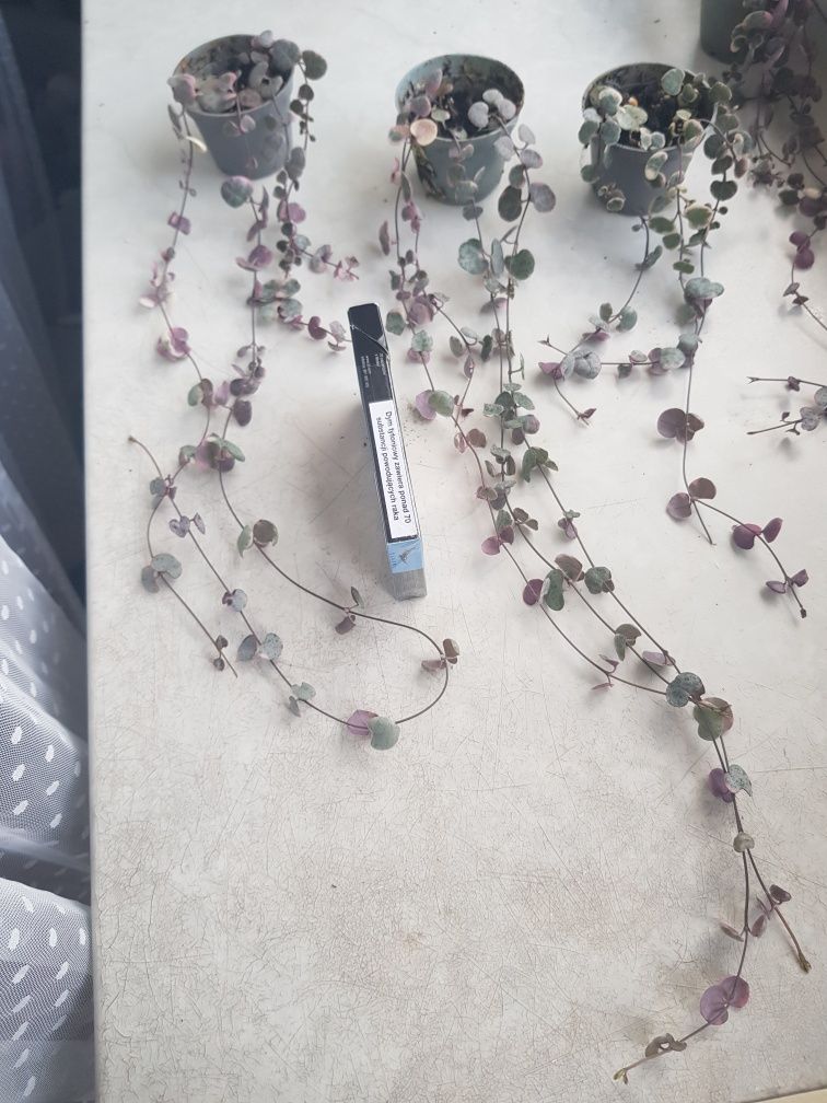 Ceropegia woodi variegata