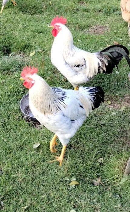 Kogut krzyżówka odmiany Włoszka i Rosa