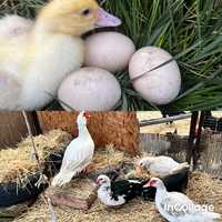 Інкубаційне яйце мускусної качки