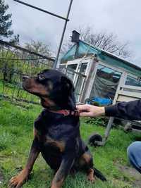 Rottweiler oddam suczka 2,5 roku