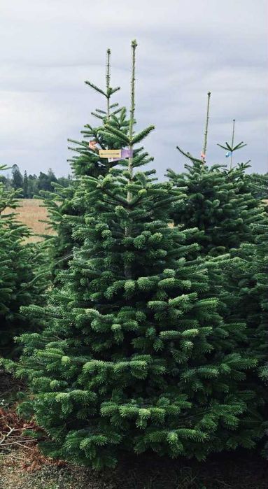 jodła kaukaska 1.70-2.00 swierki choinki