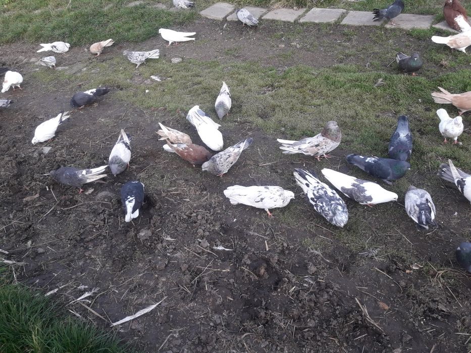 Mikołajewskie gołębie